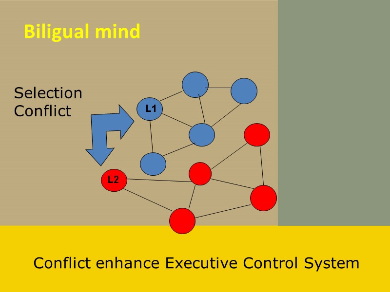 Biligual mind L1 L2 Selection Conflict Conflict enhance Executive Control System
